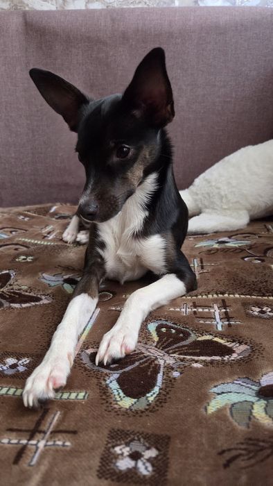 Карликовый пинчер девочка