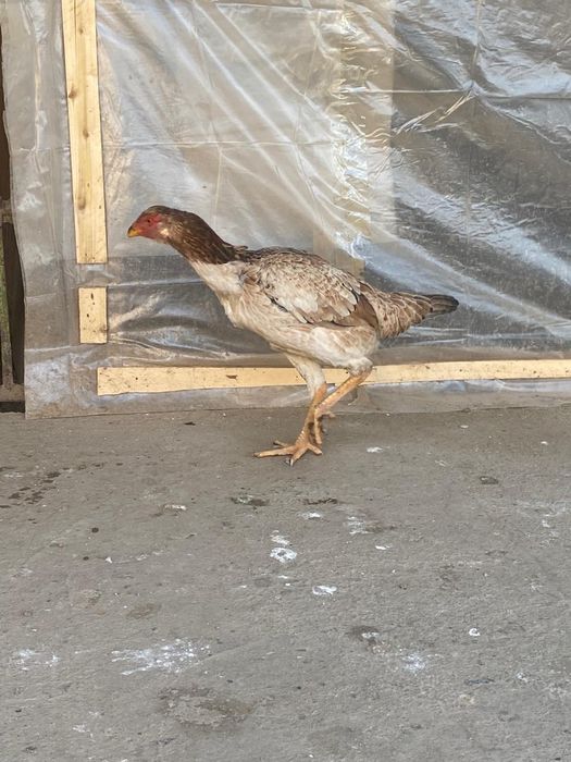 Дакан бойцовский мекен