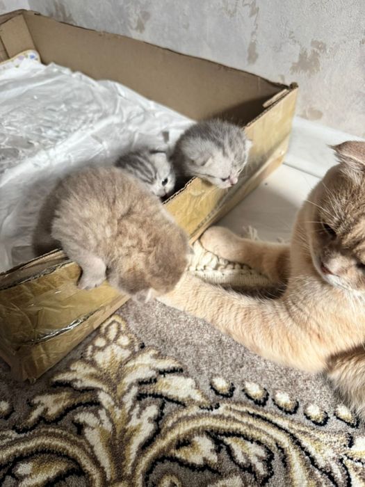 Мушукчалар сотилади 2милондан онаси скотиш страйт онаси скотиш фолд