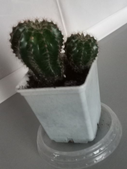 Кактус Эхинопсис