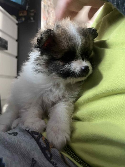 Мини померан шпиц