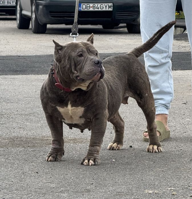 Femela american bully