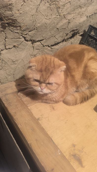 Zottor mushuk erkak sotiladi