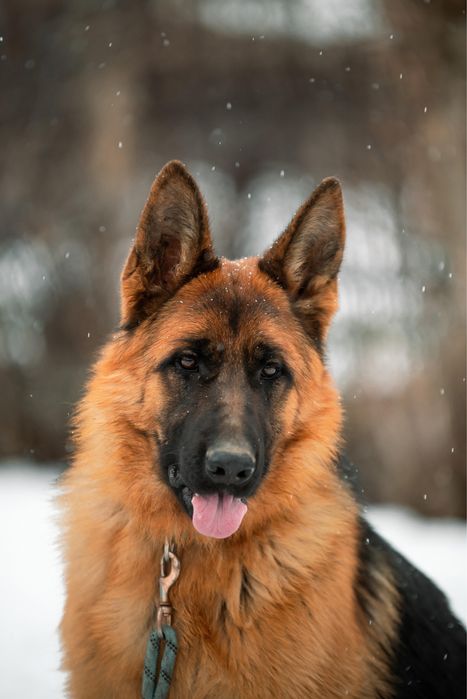 Щенки немецкой овчарки