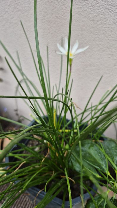Zephyranthes(crin de ploaie)