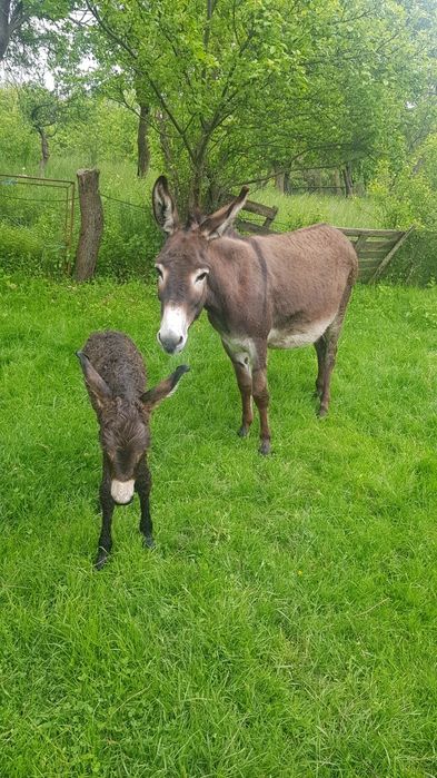 vând lapte de magarita
