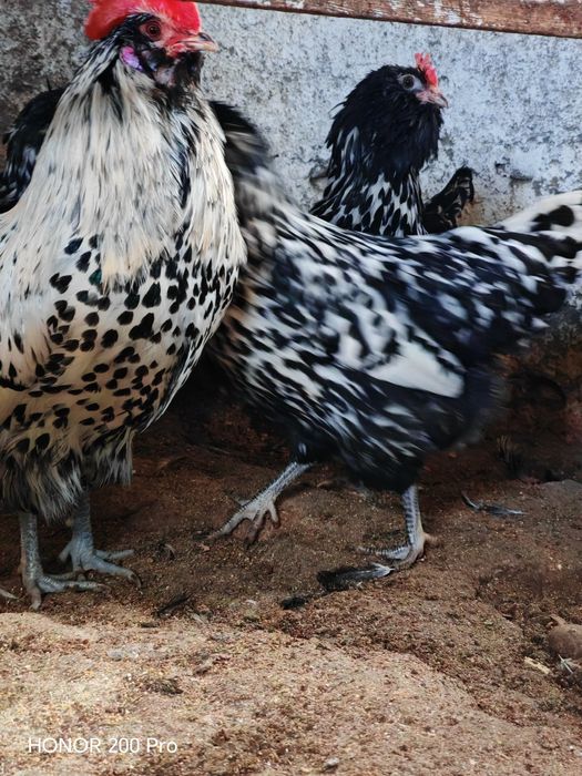 Разплодни яйца от Тюрингийска брадата кокошка