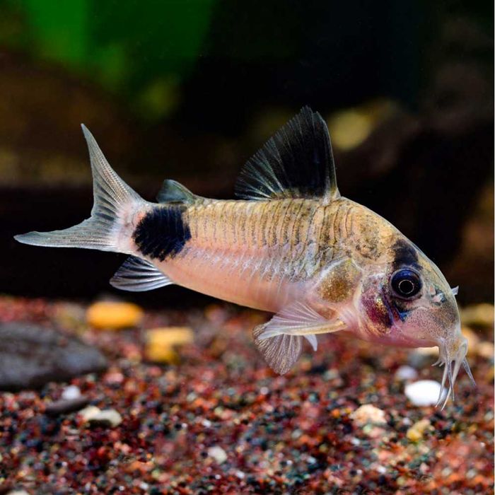 Аквариумный сом "Коридорас"
