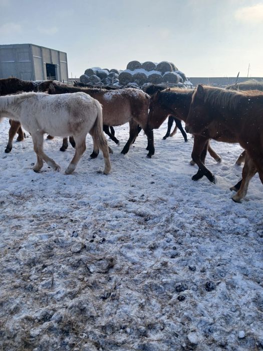 50 голов лошадей