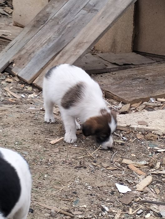 Отдам щенков в хорошие руки