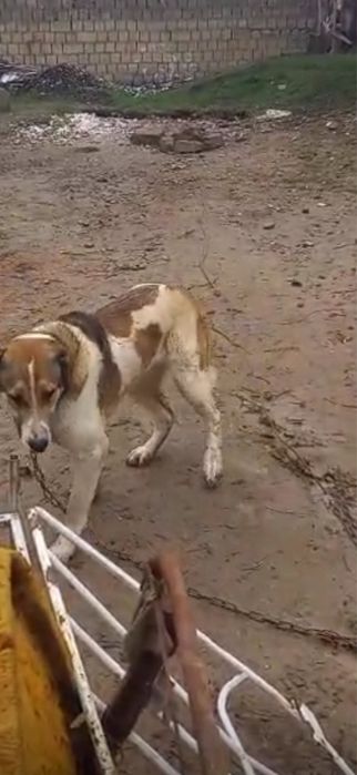 Алабай ит ұрғашы