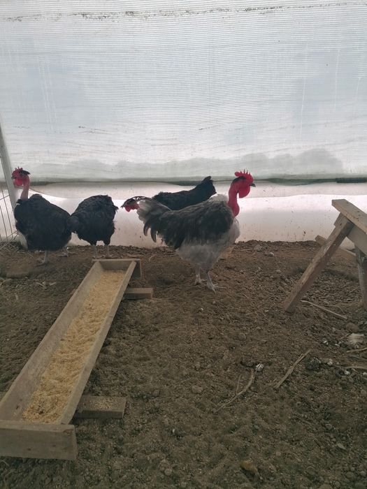 Oua de încubat din rasa sussex și gât golaș de Transilvania