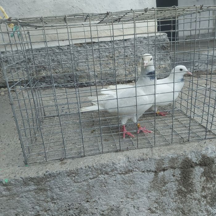 Бели Иран пара гатовый лет с игрой