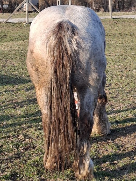 Vand iapa, 5 ani, 924 kg.