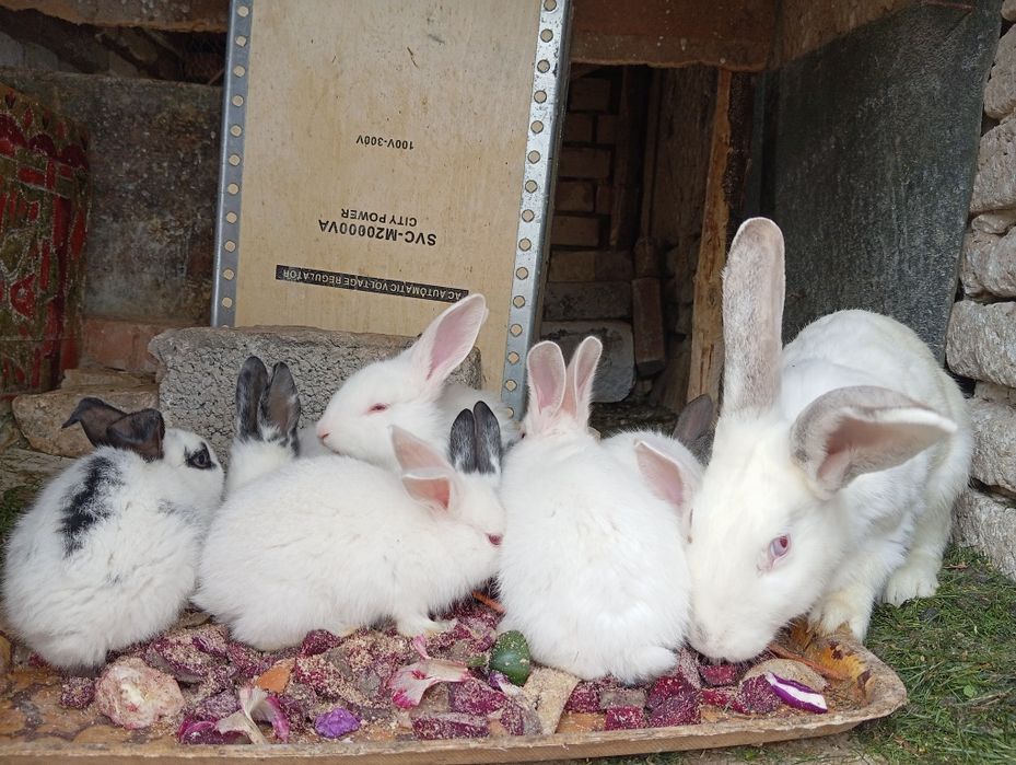 Uy quyonlari sotiladi