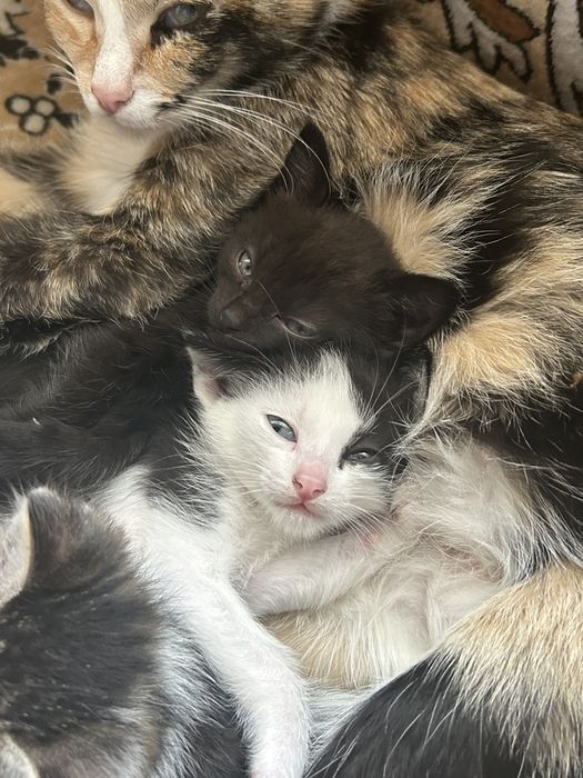 Котята 2 мальчика и девочка черненькая