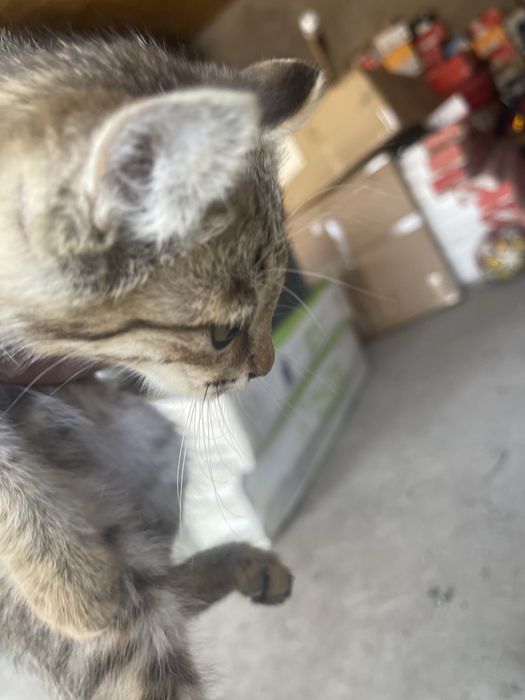 Необычный котенок