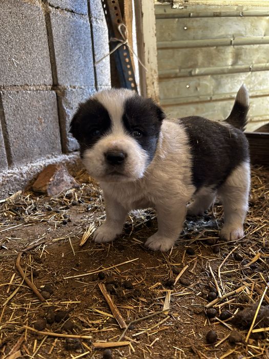 Щенки Алабая 20 дней