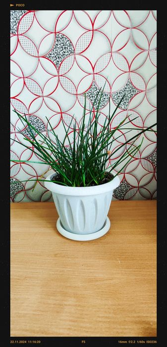 Продам Цветы комнатные