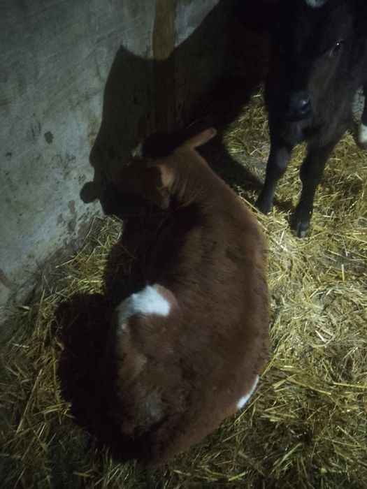 Прадам телят полтора месяца