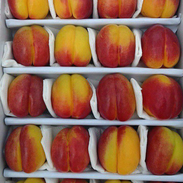 Shoptoli bor guloz bor qulupney bor dovcha bor kok sulton bor