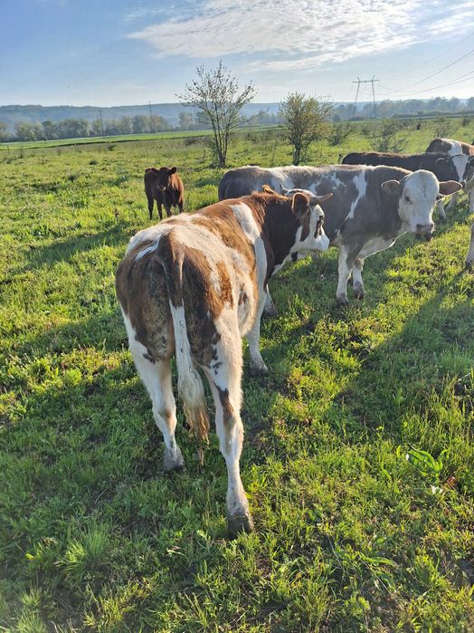 Vand taurasi din rasa BR