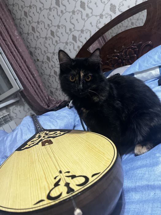Котёнок отдадим в хорошие руки