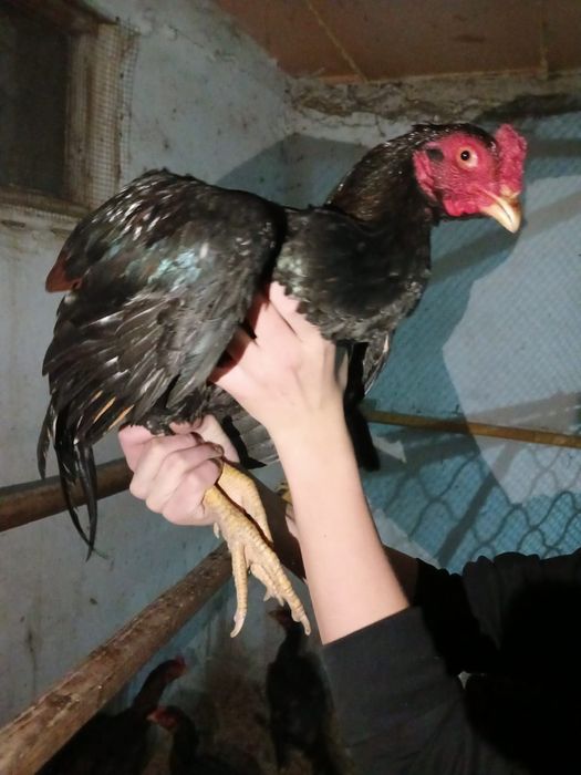 Продажа пара бойцовский петухов