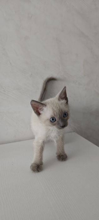 Котенок 3 месяца