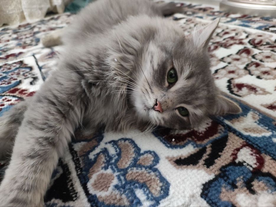 Кошка британская длиннашерстноя