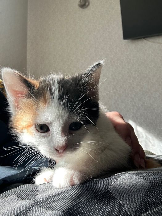 Отдам замечательных котят в добрые руки