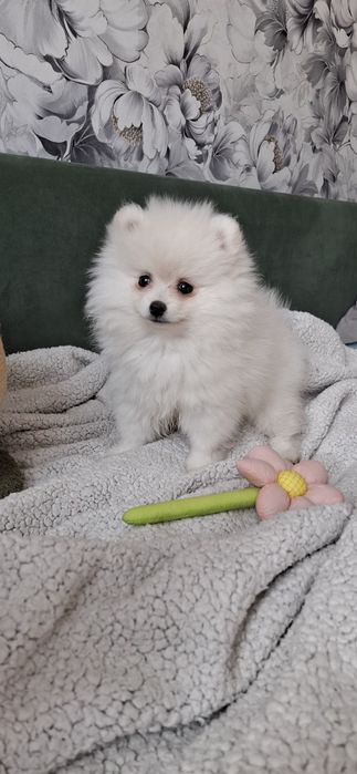 Малышка щенок шпица девочка