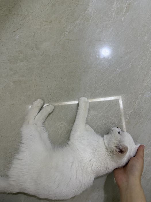 белая кошка/котенок