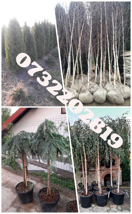 Vând tuia, brazi, mesteacăn, tei, platan, palmieri