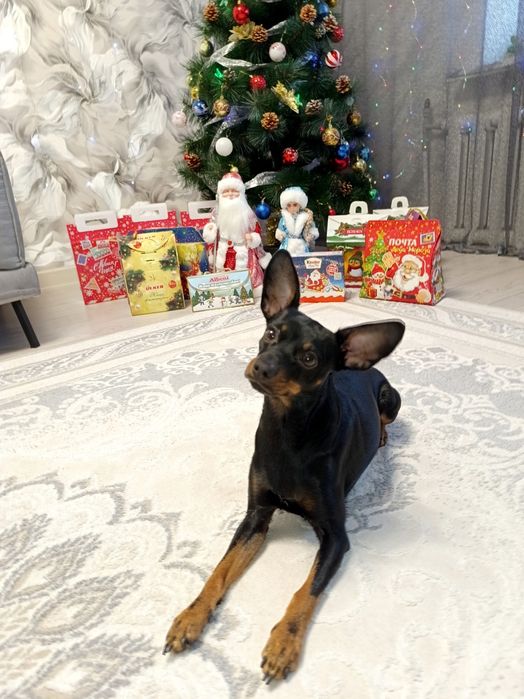 Вязка . Мальчик ищет спутницу.