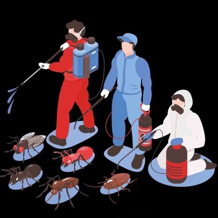 Тараканы Насекомые грызуны уничтожение дератизация  клопов блохи клещи