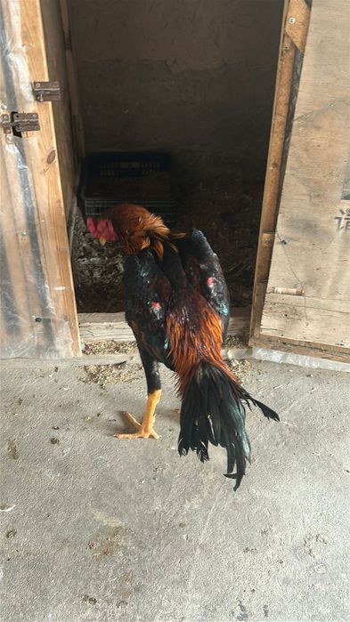 Дакан шоже 25.000