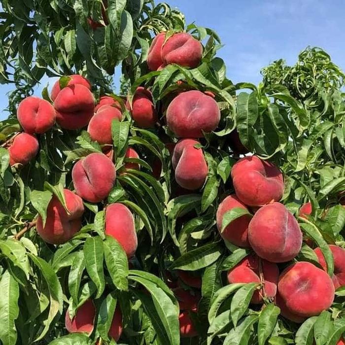 Vând Pomii Fructiferi Altoiți Clasici si Columnari anul 3 de vegetație