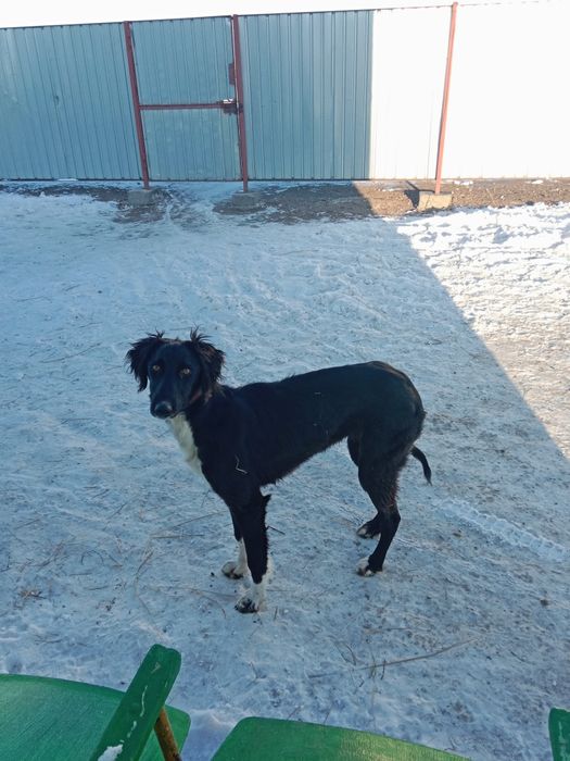 Тазы сатылады ауызданган