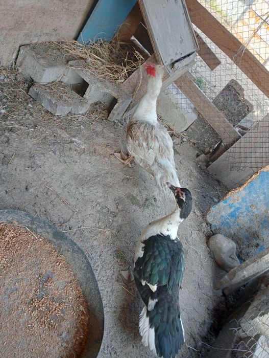 Продам индаутка селезень