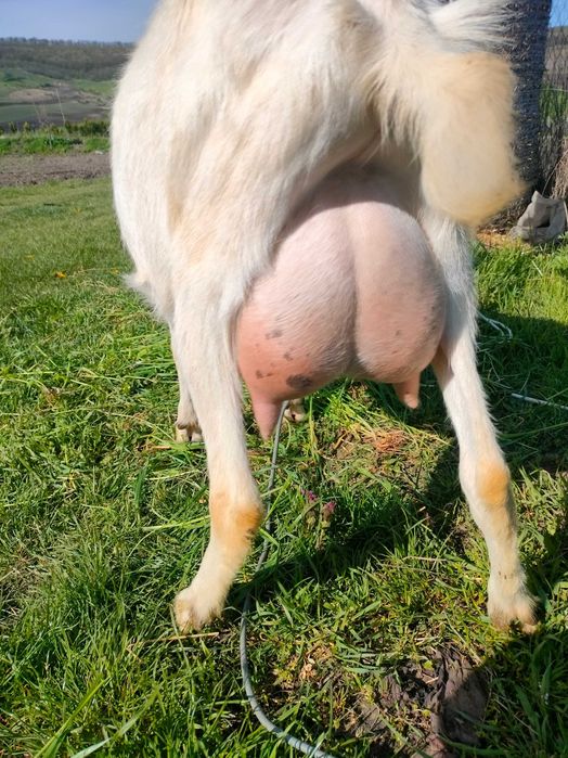 Vând patru ieduțe Saanen