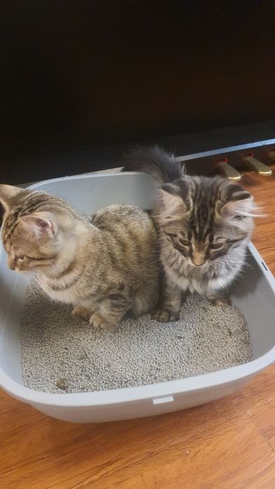 Котятки шотландской вислоухой