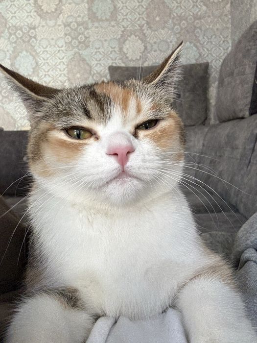 продаю кошку порода шиншила 8 месяцев