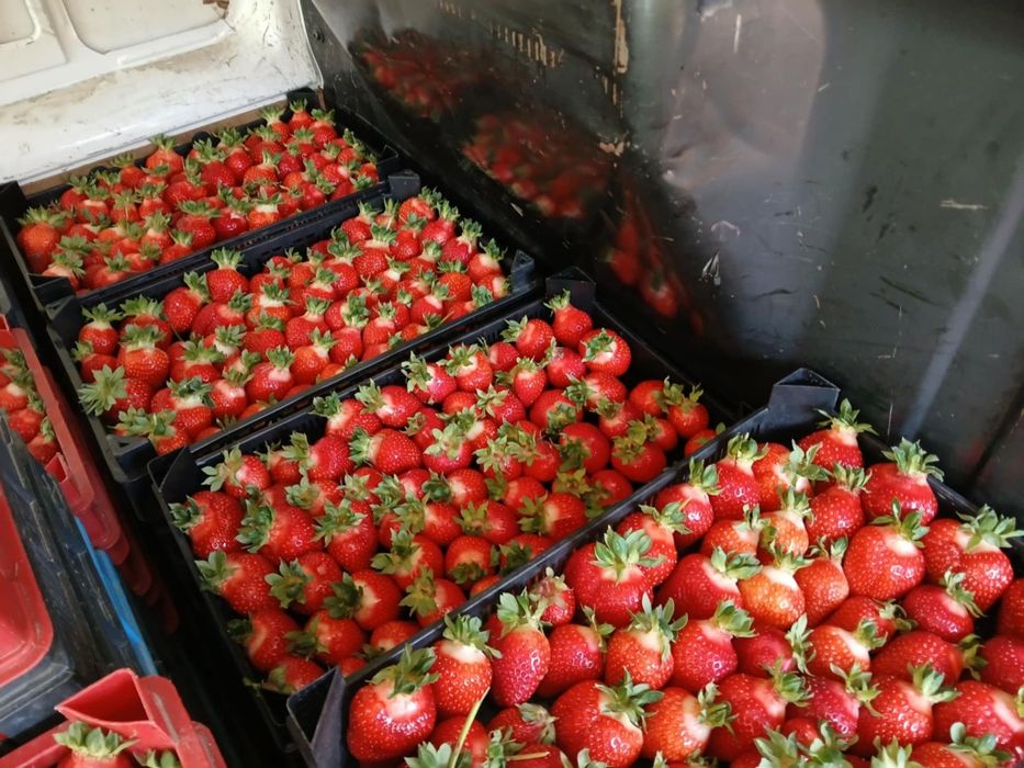 Ягоди и Малини Продавам