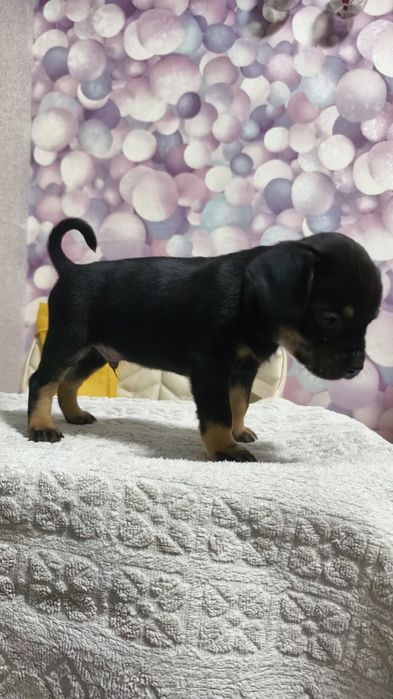 Продам щенков французского бульдога метисы !!