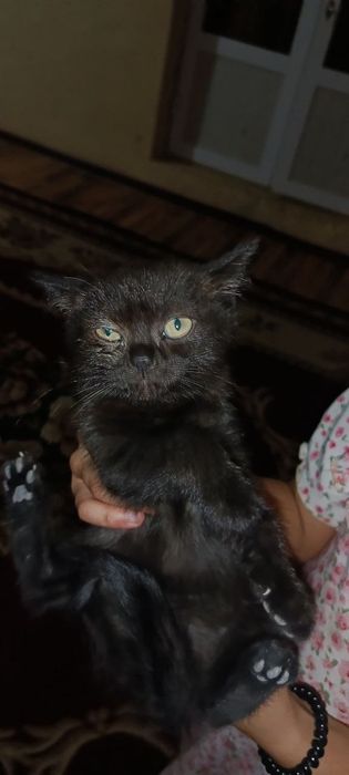 Продаётся породистые котёнка