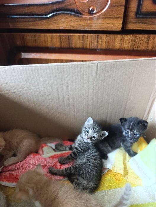 Отдам котят мальчик девочка
