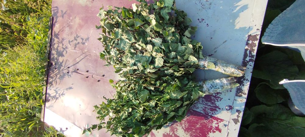 Продам банные веники.