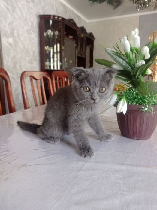 Шотландский вислоухая кошка и кот