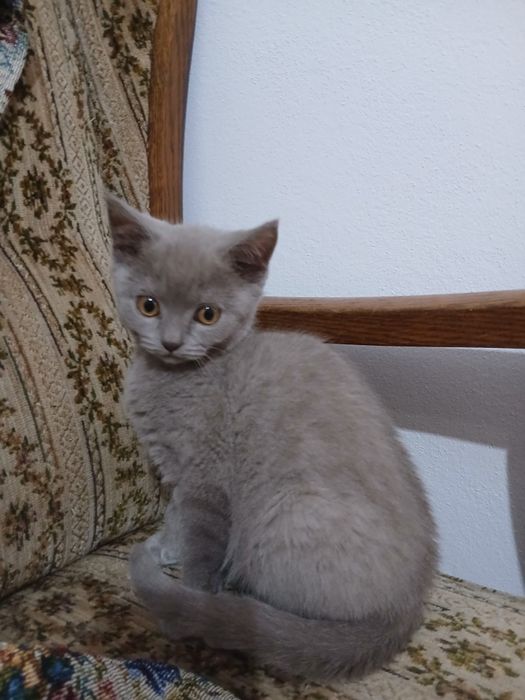 Pisici british shorthaire și scotish fold